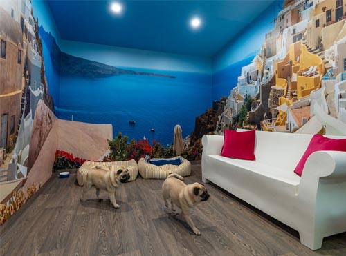Australian Pet Boarding Head Office Photos