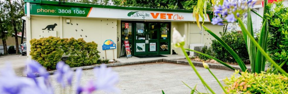 Daisy Hill Vet Clinic Head Office Photos
