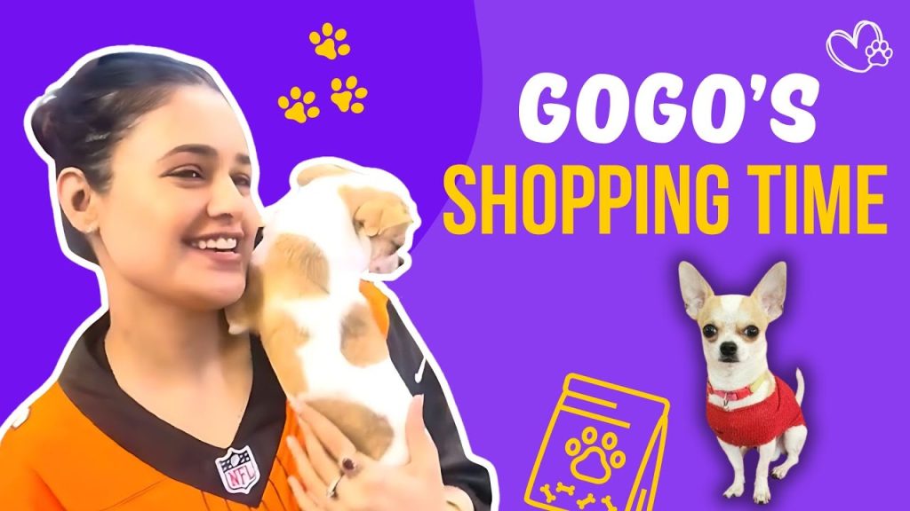 Puppy GoGo Head Office Photos
