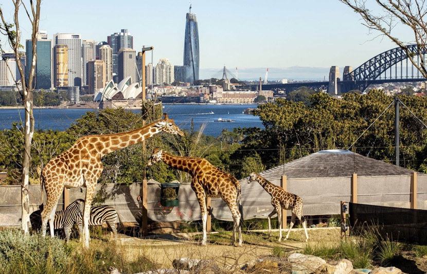 Taronga Zoo Head Office Photos