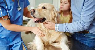 Whites Hill Veterinary Surgery Head Office Photos